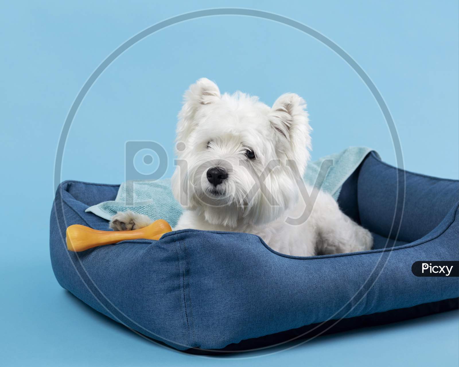 Adorable white little puppy, white terrier puppy sitting on a pillow