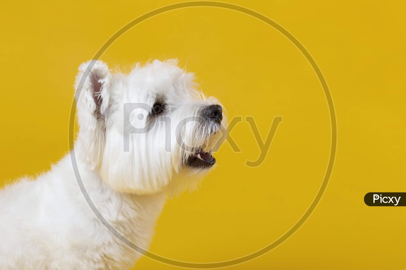 Cute little dog isolated on yellow