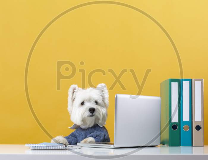 Cute little dog impersonating a business person, puppy in a notebook