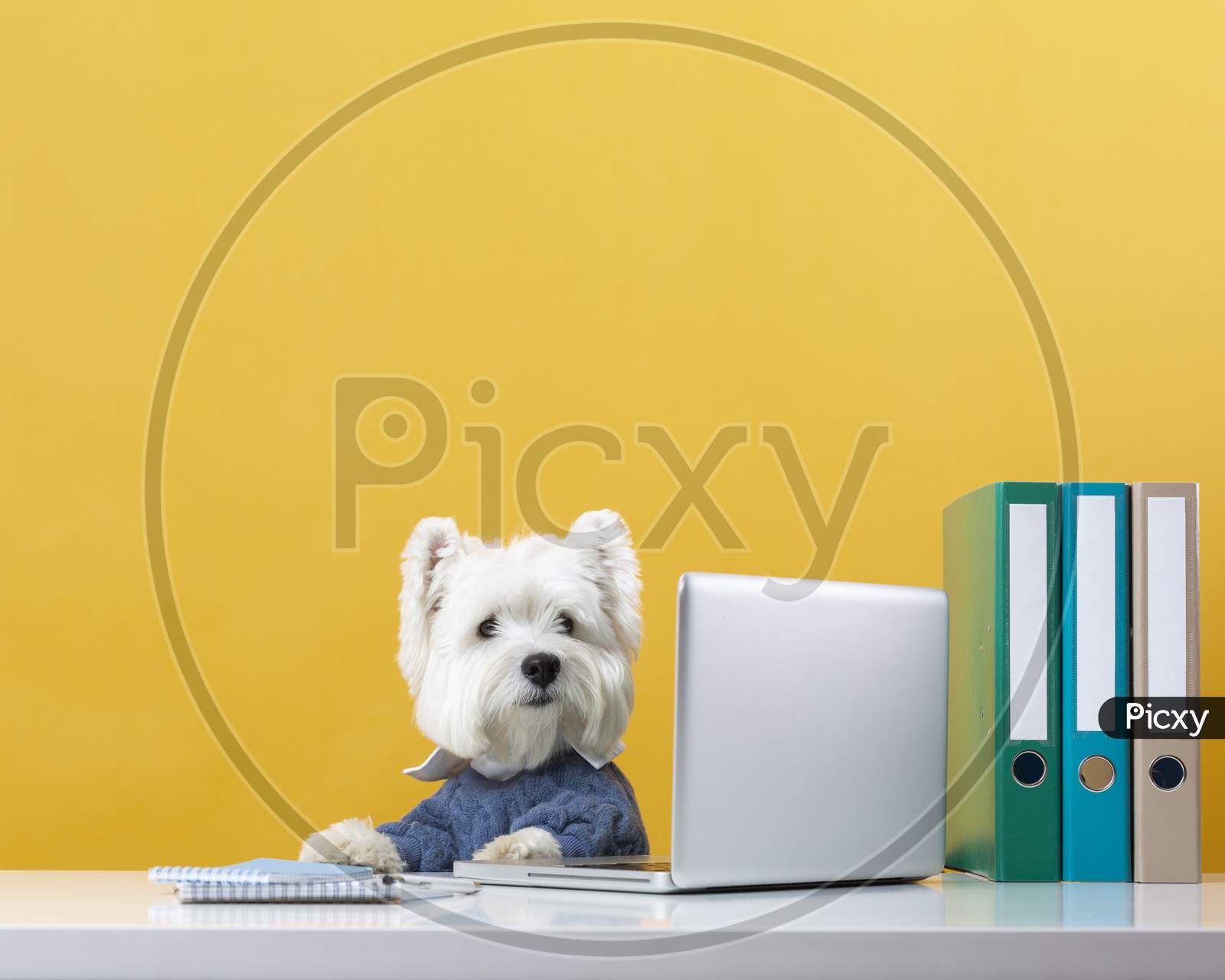 Cute little dog impersonating a business person, puppy in a notebook