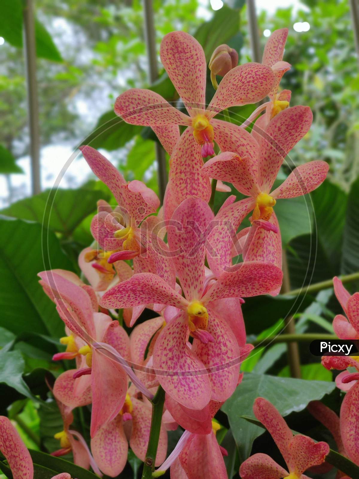 ゼクシィ掲載flua 2way Milky orchid ゼクシィ掲載flua 2way