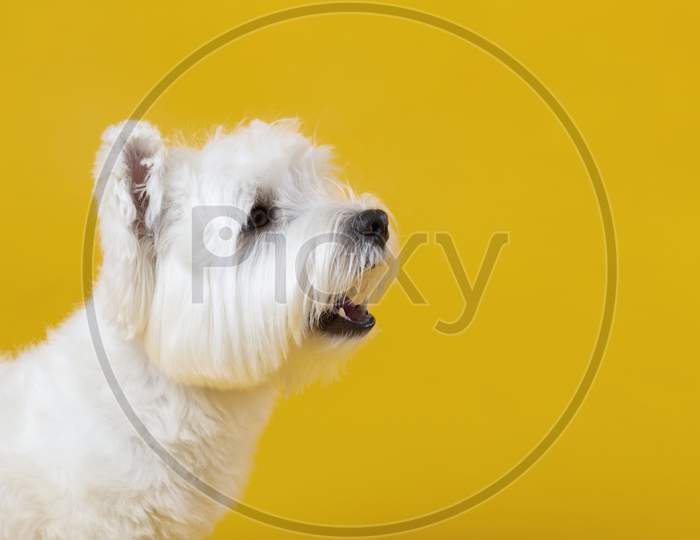 Cute little dog isolated on yellow
