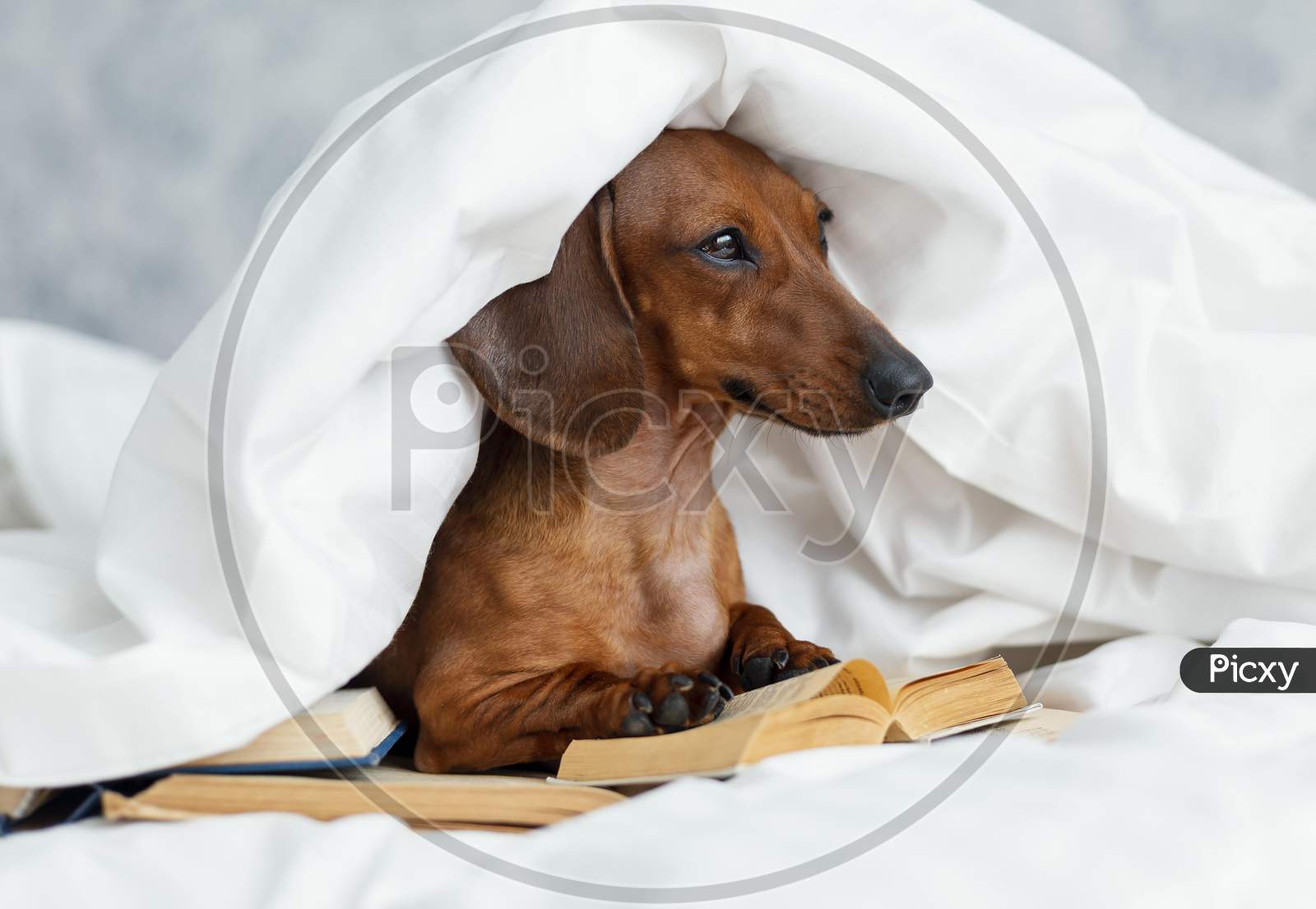 Adorable dog in bed with books