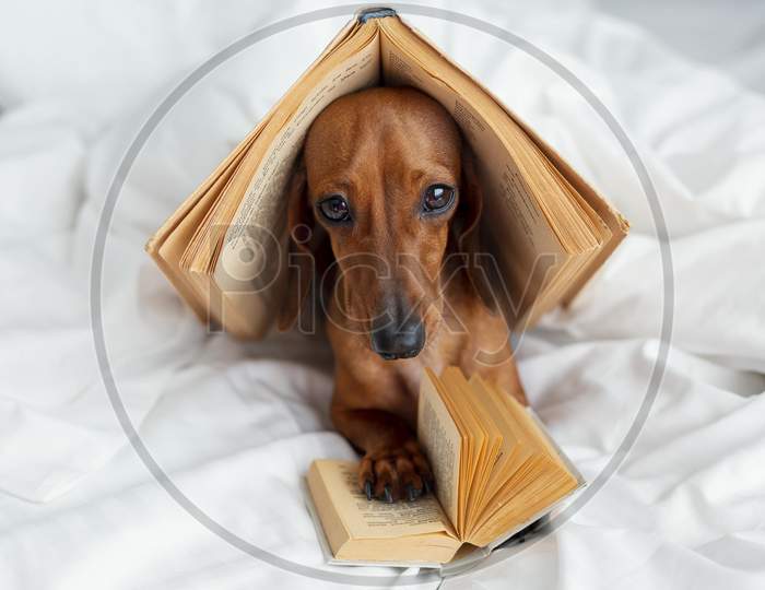 Cute dog with books in bed