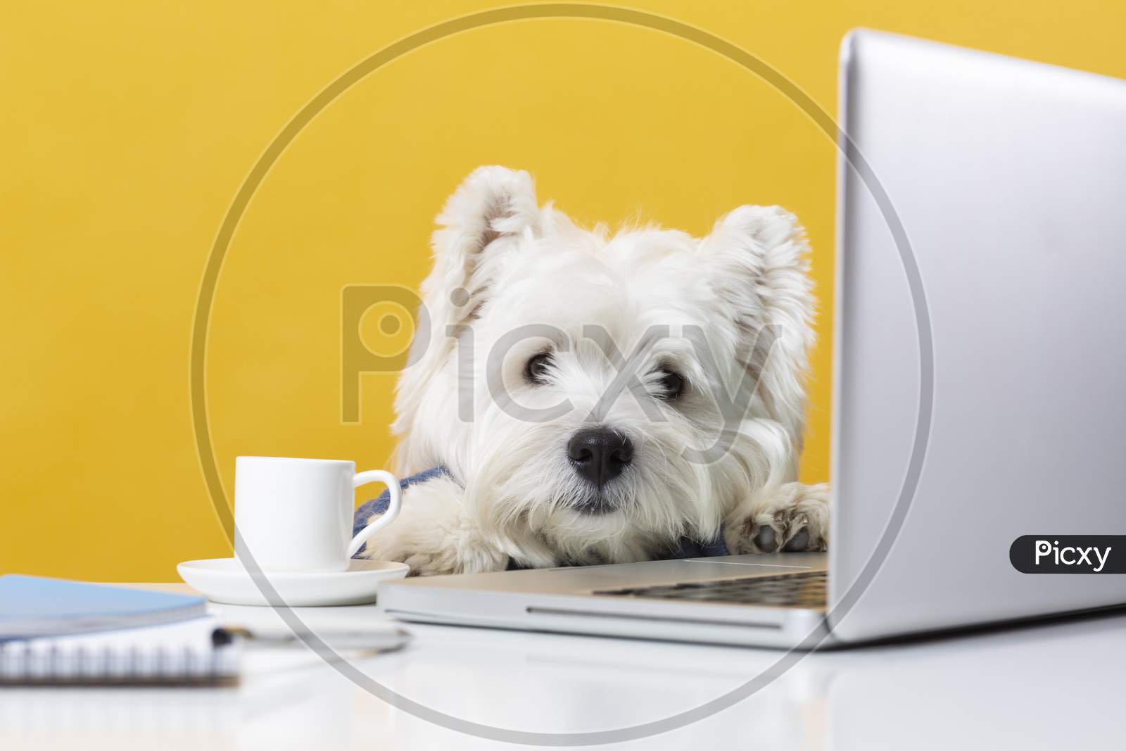 Cute little dog impersonating a business person, dog with laptop