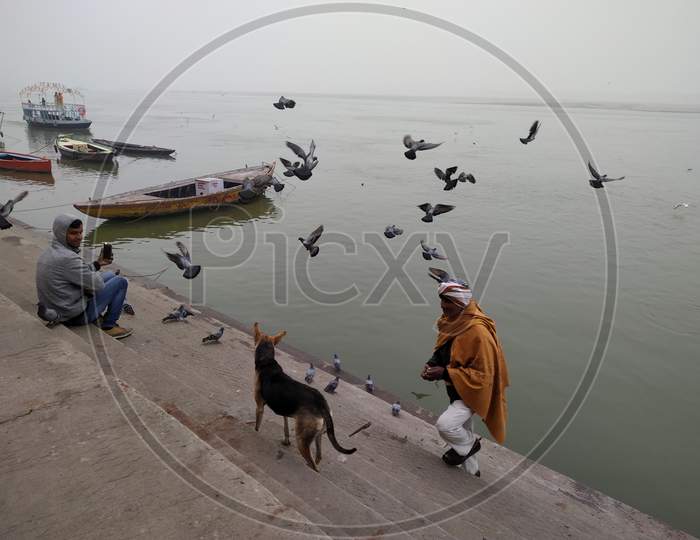 One man playing with pigeons when they are disturbed by Dog