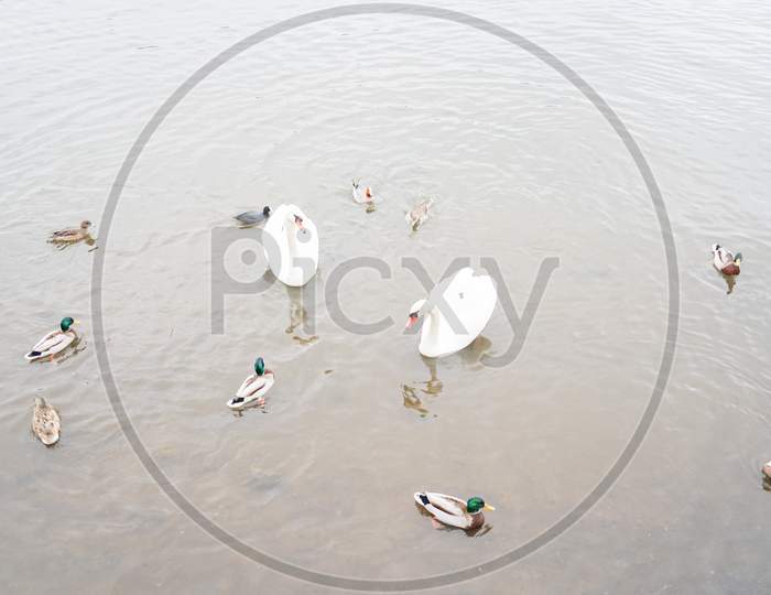 Image Of Swan Lake Yamanaka