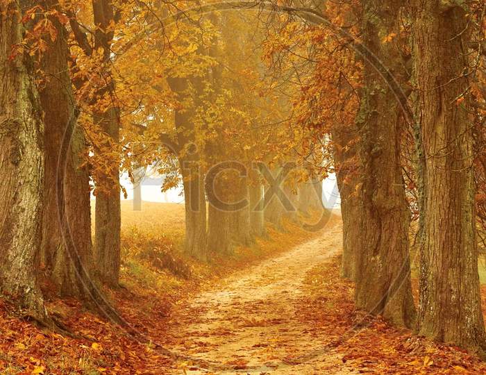 golden tree path