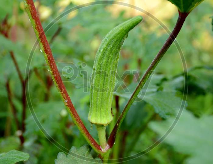 Closeup The Ripe Green Ladyfinger Growing With Leaves And Plant In The Garden.
