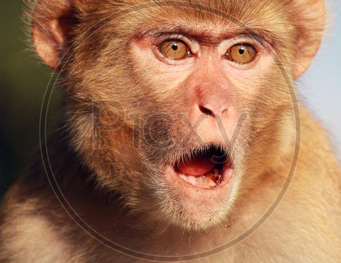Monkey Expression (Rhesus macaque)