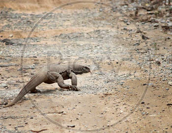 Indian monitor lizard