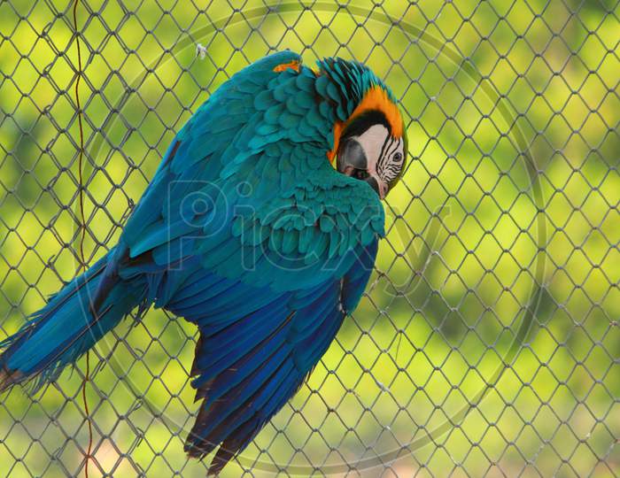 Blue and Yellow Macaw hanging with cage net and scratching his right wing with beak at gazipur safari park in Dhaka, Bangladesh