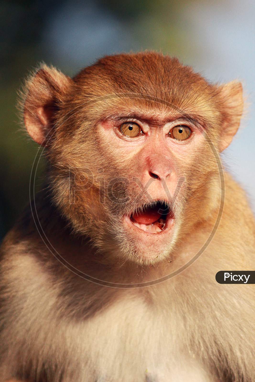 Monkey Expression (Rhesus macaque)