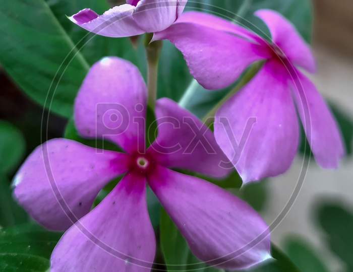Periwinkle blossoming in nature. Symbolizing friendships