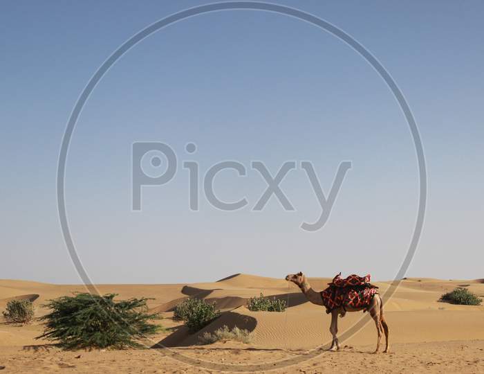 Camel standing in desert