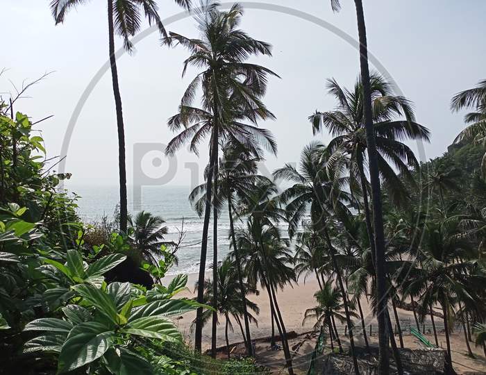 Coconut trees at betul beach