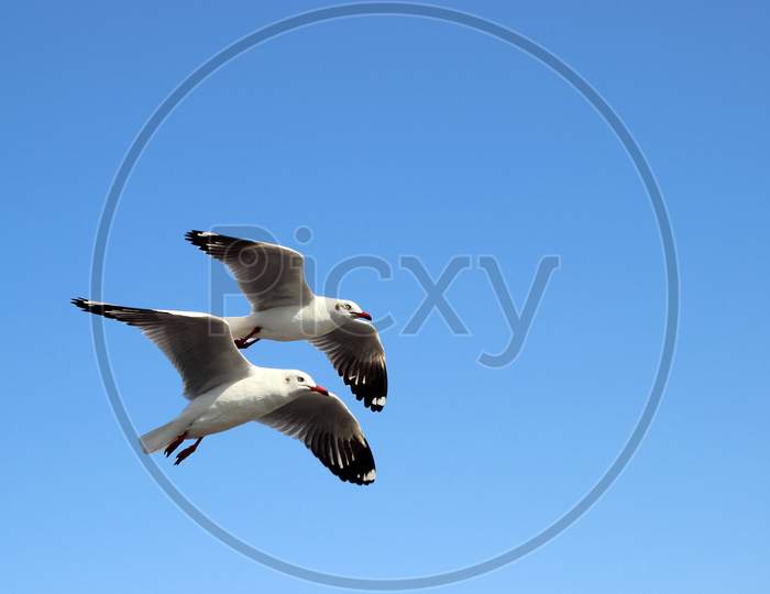 Sea Seagulls Flying