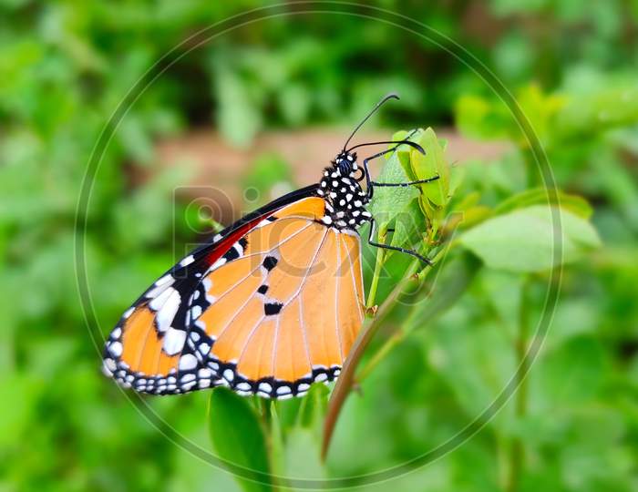 Butterfly sitting on leaves. Plain tiger, African queen, African monarch