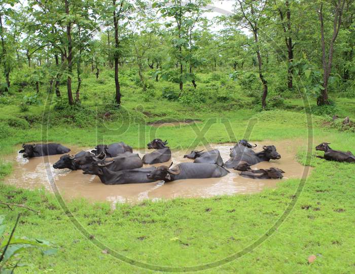 Buffaloes In Pond