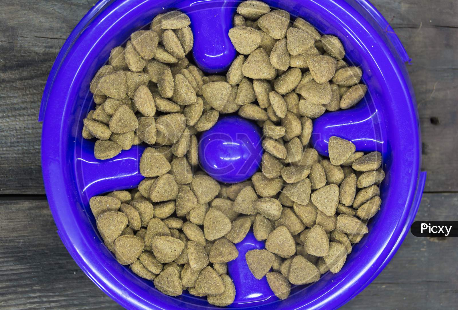 image-of-plastic-plate-with-balanced-food-for-dogs-and-cats-ex772130-picxy