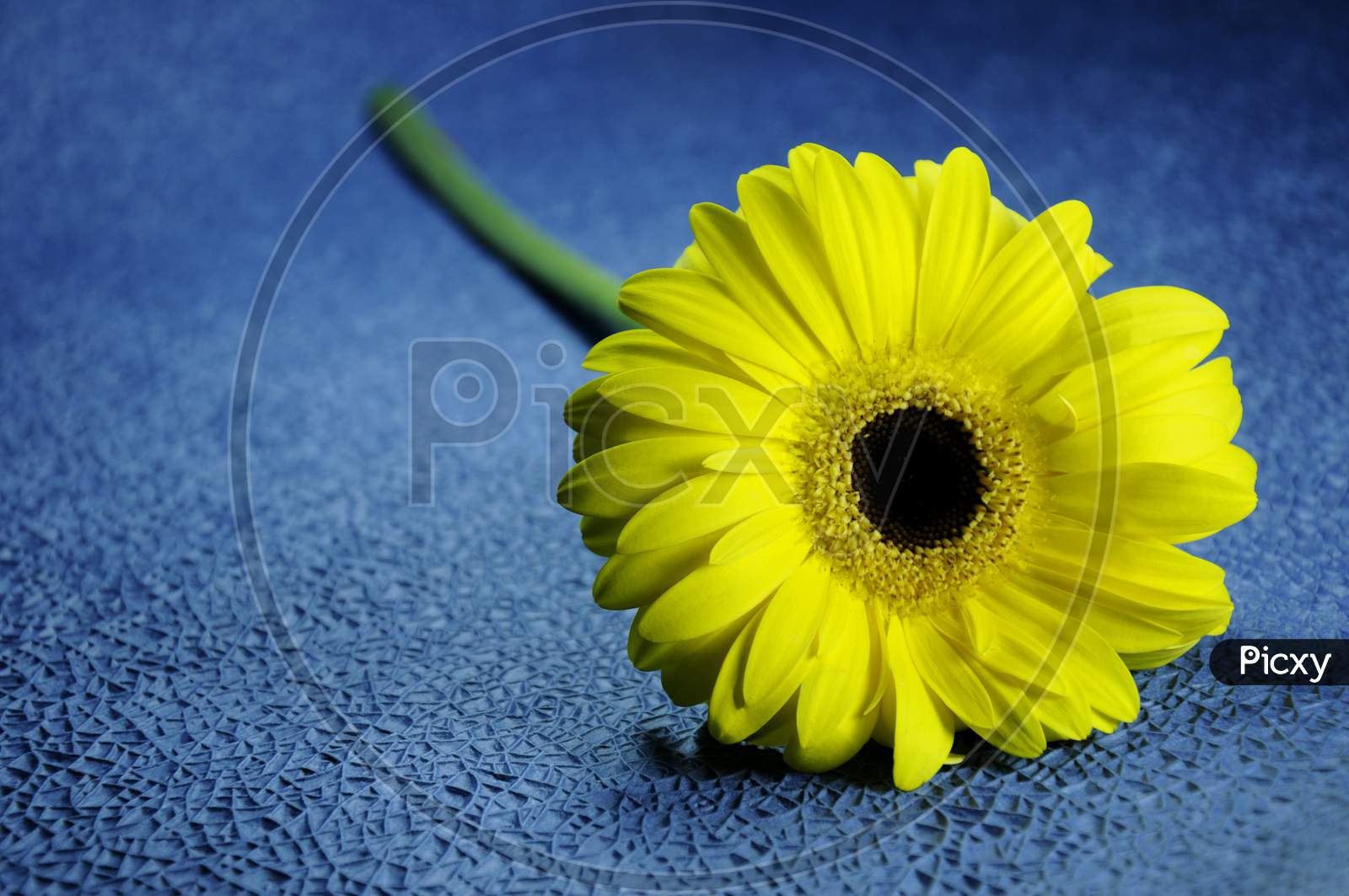 Beautiful Blooming Yellow Gerbera Flower ,Yellow Daisy