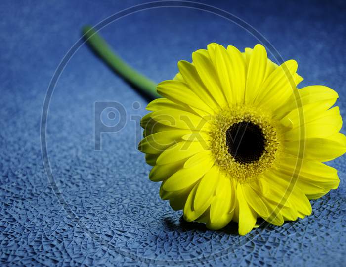Beautiful Blooming Yellow Gerbera Flower ,Yellow Daisy