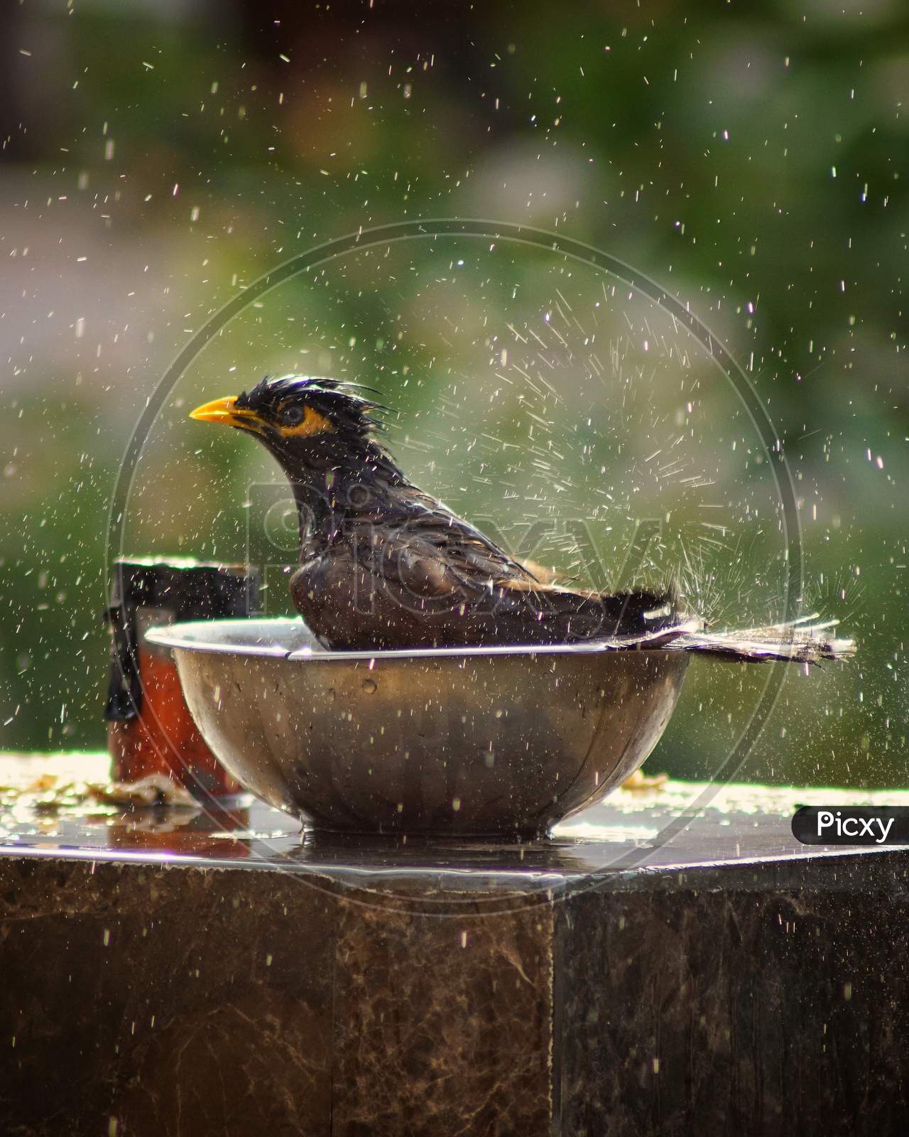 Image of Morning bathYK586719Picxy