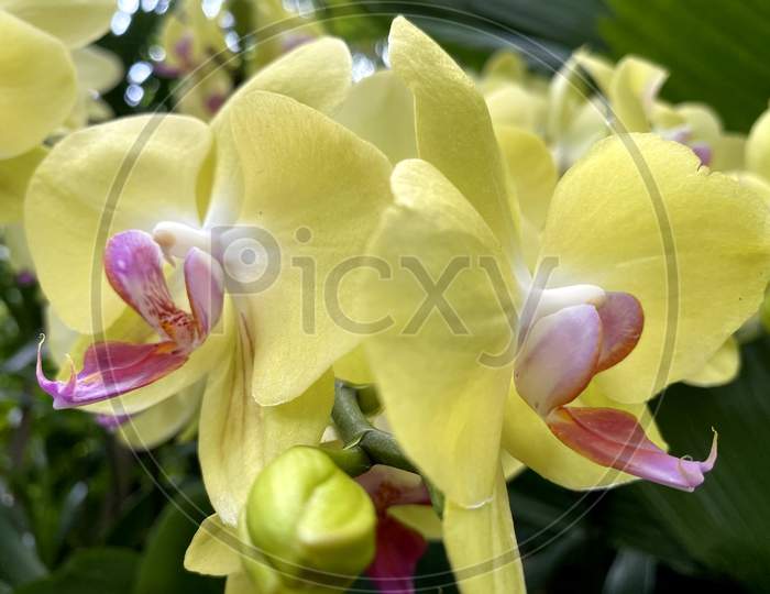 Image of Selected focused view of Fresh pink yellow spotted