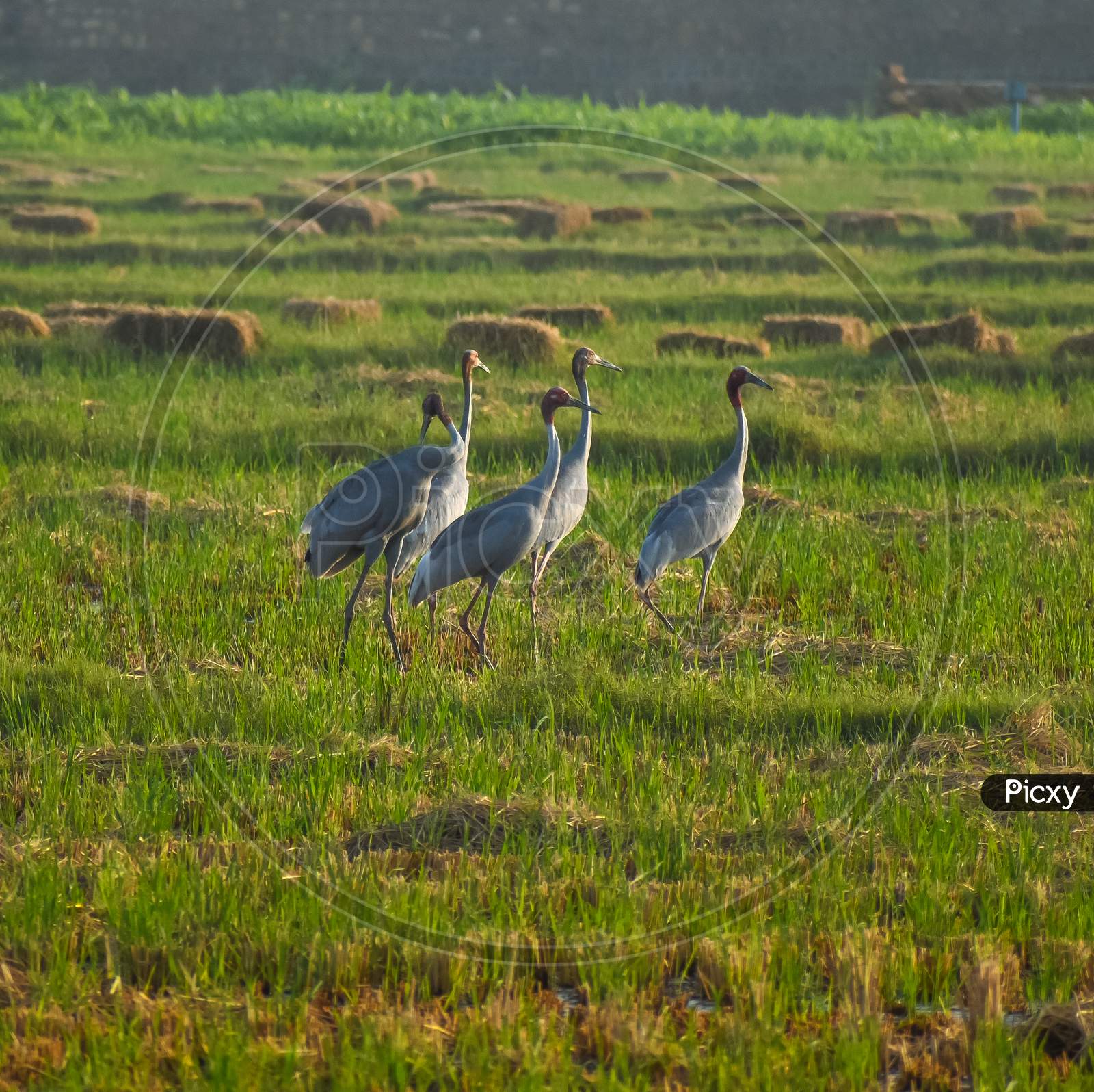 Sarus cranes