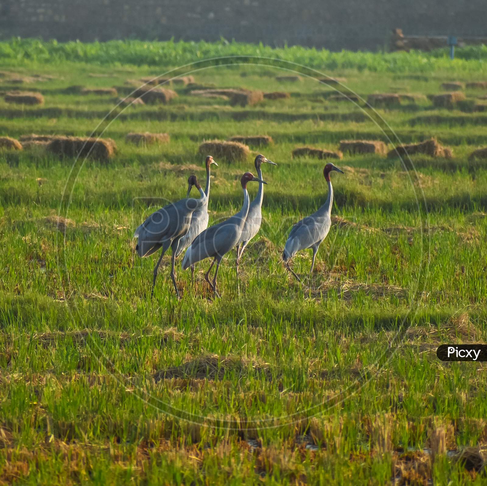 image-of-sarus-cranes-me204992-picxy