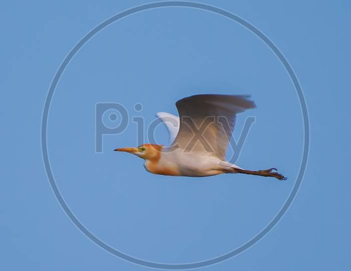 Egret flying