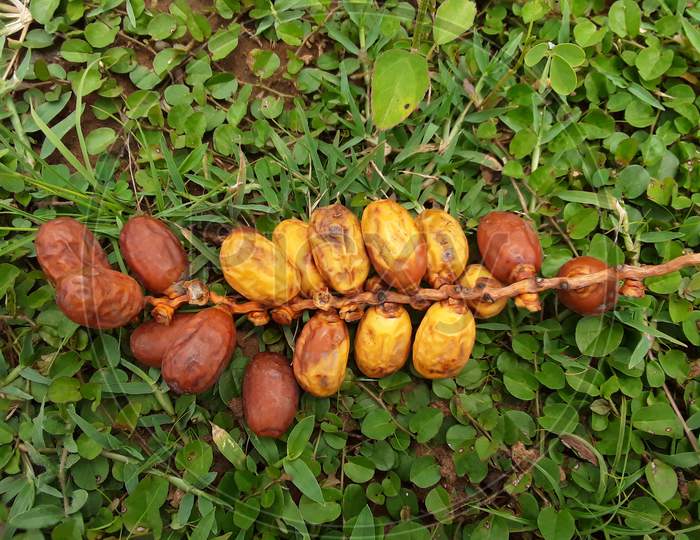 Phoenix dactylifera, commonly known as date or date palm, is a flowering plant species in the palm family, Arecaceae, cultivated for its edible sweet fruit.Red ripe date palm fruit on green grass on the ground