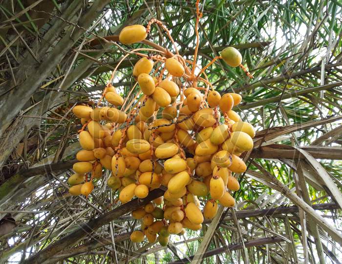 Phoenix dactylifera, commonly known as date or date palm, is a flowering plant species in the palm family, Arecaceae, cultivated for its edible sweet fruit.