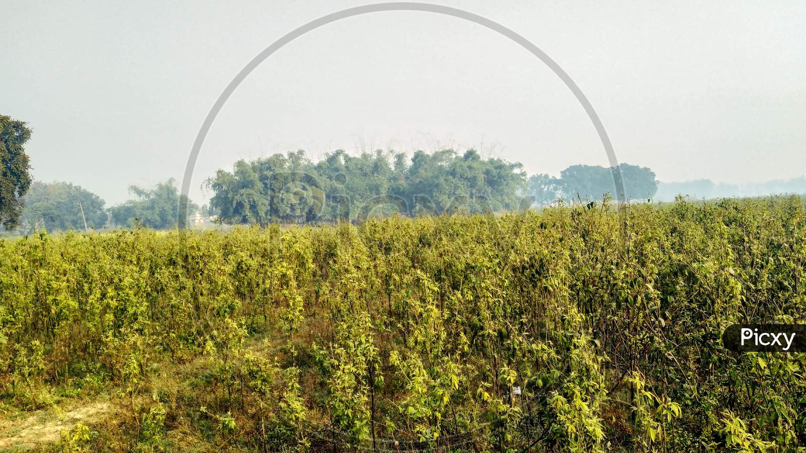 Image of Pigeon pea crop field, Salunkwadi, Ambajogai Beed, Uttar