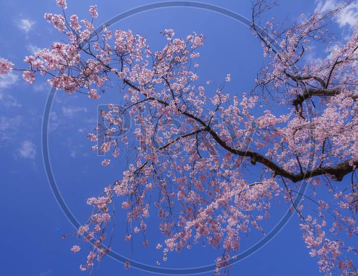 Koishikawa Korakuen Weeping Cherry Tree Of