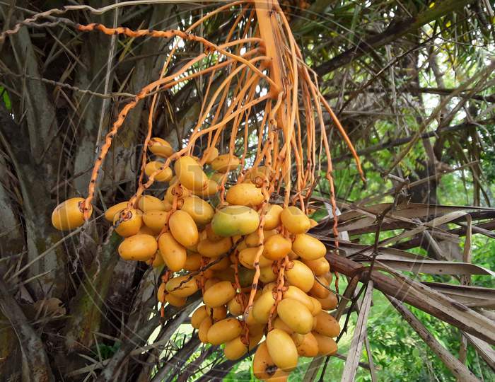 Phoenix dactylifera, commonly known as date or date palm
