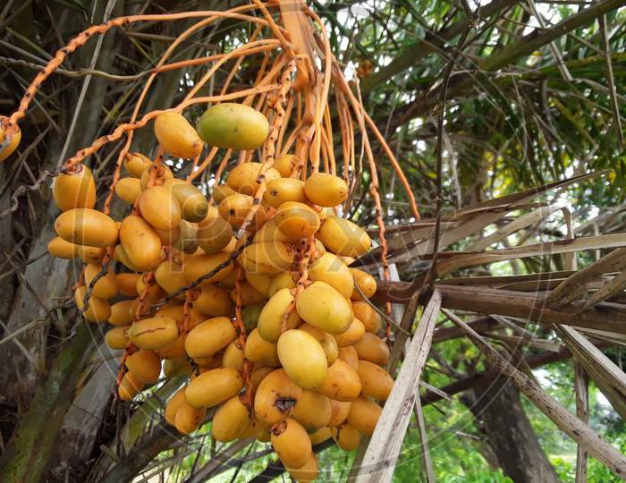 Phoenix dactylifera, commonly known as date or date palm, is a flowering plant species in the palm family, Arecaceae, cultivated for its edible sweet fruit.