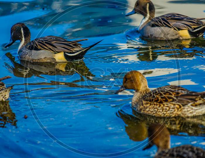 Duck To Swim The Waterside (Shinagawa)