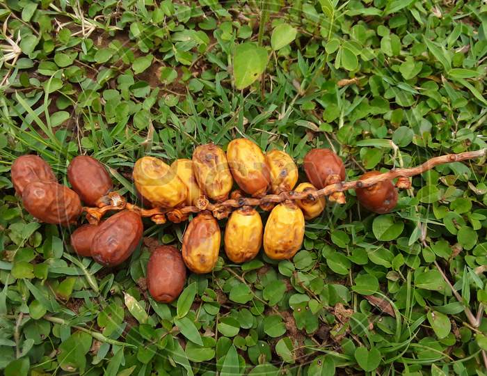 Phoenix dactylifera, commonly known as date or date palm, is a flowering plant species in the palm family, Arecaceae, cultivated for its edible sweet fruit.Red ripe date palm fruit on green grass on the ground
