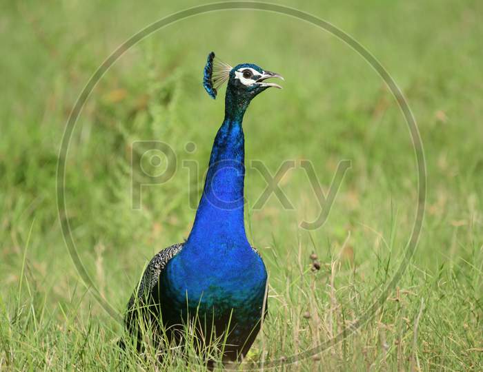 Image of PIKOK-PX437136-Picxy