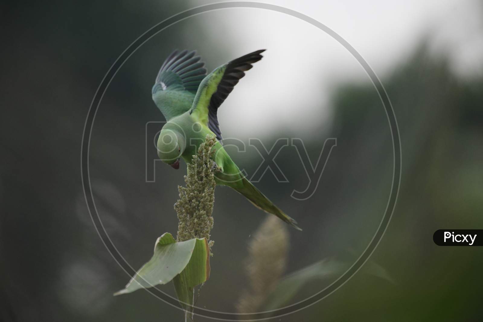 Image of PIKOK-PX437136-Picxy