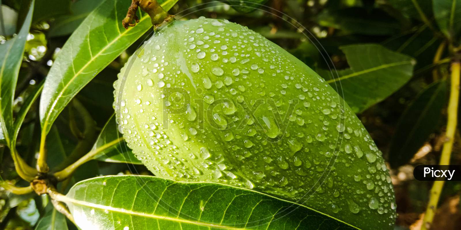 Image of Green Unripe Mango With Water Drops .BE229442Picxy