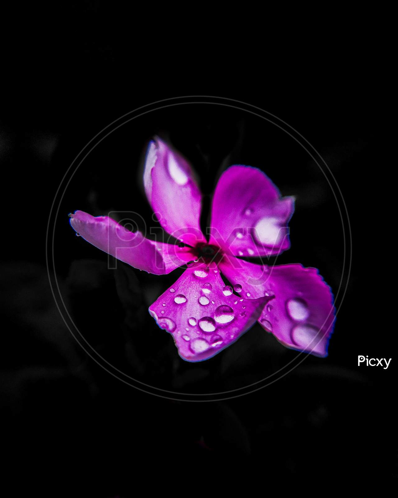 Flower゜・*:.。❁ ™ZX-Hybrid Flower Seeds for Summer Season (Pack of 50 Seeds