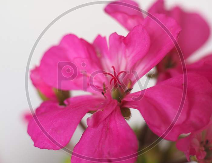 Geranium (Geraniales) Plant Pink Flower