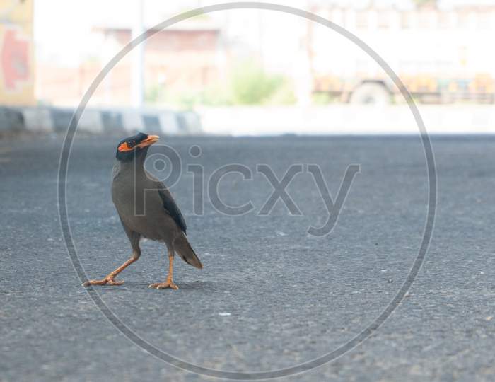 Myna bird is looking in the sky standing in road with red eyes
