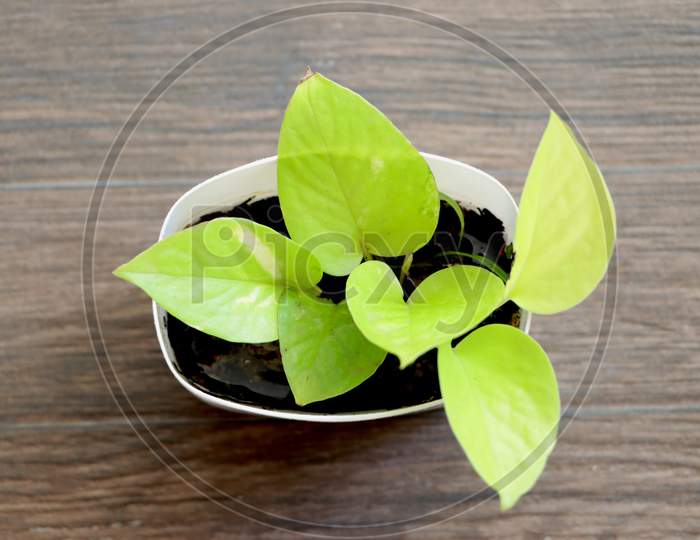 Green Plant on wooden table