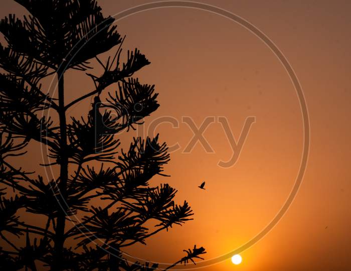 sunset scene in which birds are seen flying near the sun in the silhouette behind the Christmas tree