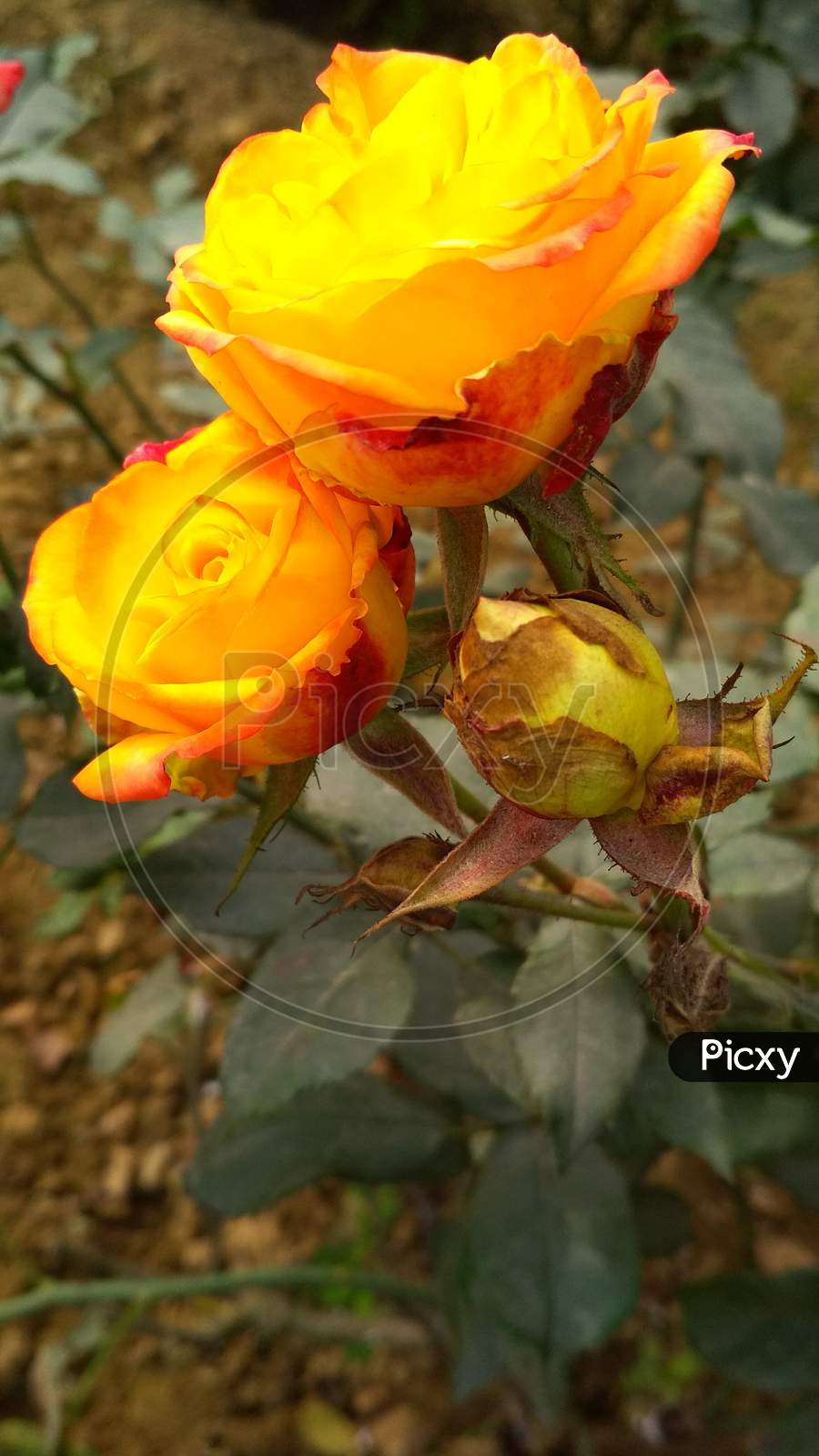 Rose flower pictures, Beautiful roses, Love rose flower, Beautiful flowers  wallpapers, AI Generated 22267871 Stock Photo at Vecteezy