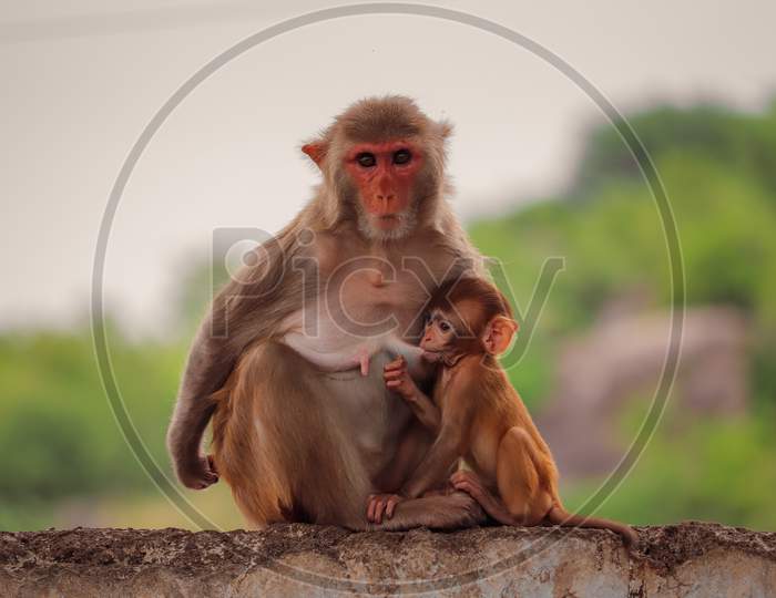Mother monkey sitting with her baby monkey