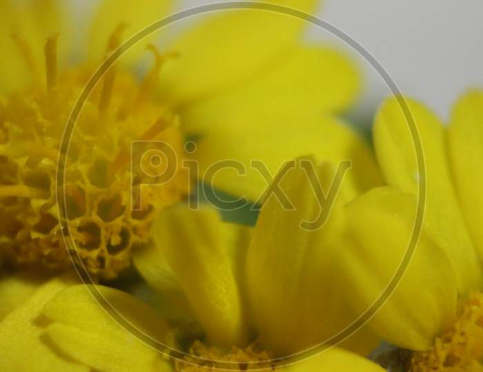 Close-Up And Macro Photo With Selective Focus Of Marigold (Calendula) Flowers